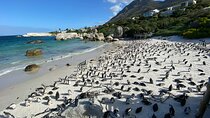 Private Full day Cape of Good Hope, Boulders Penguin, Cape Point 