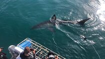 From Cape Town Shark Cage Diving and Viewing in Gansbaai