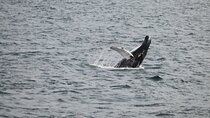 2 Hours Whale Watching Express Adventure