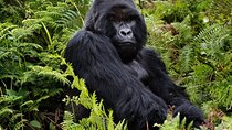 2 Days Gorilla & Golden Monkey Trekking Safaris
