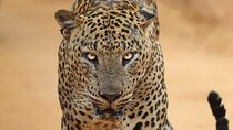 Yala National Park Morning or Afternoon Leopard Safari