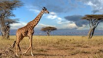 4 Days Tarangire, Serengeti and Ngorongoro Mid-Range Group Safari