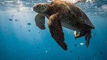 Private Abu Dabbab Snorkeling with Turtles & Transfer :Marsa Alam