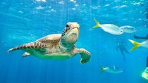 Explore Abu Dabbab Snorkeling with Turtles & Dugong - Hurghada