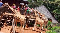 Giraffe Centre, Karen Blixen and Lunch Carnivore