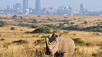 Shared Nairobi National Park Safari Tour