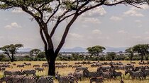 6 Days 5 nights Lake Nakuru, Maasai Mara and Serengeti safari