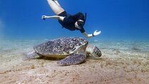 Private Abu Dabbab Snorkel with Turtles & Lunch – Hurghada