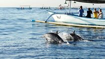 Northern Bali: Dolphin Watching and Snorkeling Experience