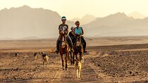 1 Hour Horseback Riding Adventure with Transfers -Sharm El Sheikh