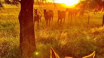 Unforgettable Horse Riding in Argentine Countryside