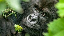 2 Day Gorilla Trekking, Dian Fossey and Cultural Tour in Rwanda