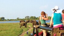 The Best Wild Elephant Safari tour from Colombo
