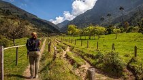 Cocora Valley Hiking Tour with Lunch