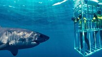 Shark Cage Diving with Winelands Private Tour from Cape Town