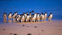 Phillip Island Private Tour Penguins Wildlife and Scenic Views