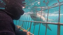 Shark Cage Diving Tour from Cape Town