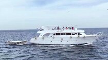 Private Red Sea from Cairo Yacht Tour and fishing in Red Sea 
