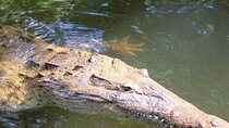 Crocodile Safari/Pelican Bar Combo.