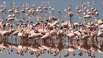 2 Day Tour to Lake Nakuru, Naivasha and Hell's Gate from Nairobi