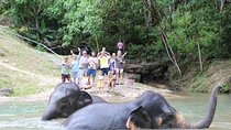 Phuket Elephant Sanctuary Observation and Cooking Class