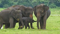 Galle/Mirissa/Weligama : With Udawalawe safari - Day trip