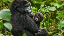 3 Day Gorilla trekking in Uganda and Lake Bunyonyi from Kigali