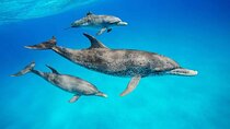 Dolphin tour with Lunch +Aquarium + Nungwi beach and Kendwa beach