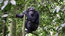 2 Days Private Chimpanzee Tracking and Canopy Walk in Nyungwe NP