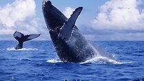 Punta Cana Whale Watching and Bacardi Island Day Trip