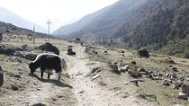 Langtang Trek from Kathmandu 7 Days