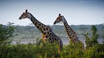 Lake Manyara National Park Full-Day Tour from Arusha