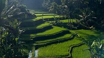 Best of Ubud: Monkey Forest, Rice terrace, Waterfalll, Temple