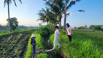 A Morning Walk at Sacred Rice Fields Through Tradition and Nature