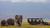 Two Days Amboseli National Park Safari