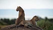 3 Days Tanzania Family Safari