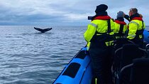 Private Whale Watching RIB Boat Tour in Reykjavik area