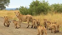 4 Days Serengeti & Ngorongoro Group Budget Safari-Tanzania