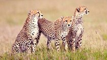 8 Days, 7 Nights Kenya and Tanzania Private Safari Package 