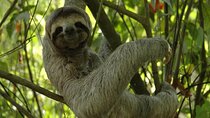 Puerto Limon Sloth Lovers and Tortuguero Canal Adventure