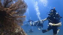 Fun Dive on Racha Islands for Certified Divers Only