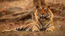 Day Trip from Jaipur to Ranthambore Safari