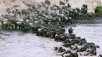 3-Day Masai Mara Wildebeest Migration 2025