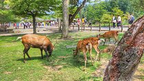 Nara Todaiji Kasuga Taisha Private Full Day Tour From Kyoto