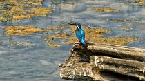 3 Hours Bird Watching Tour in Pokhara