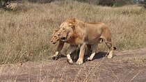 3 Days Masai Mara Experience