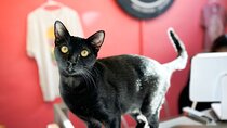Visit the Rescued Cats of Cat Therapy
