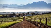 Half Day Winery Group Tour in Durbanville 