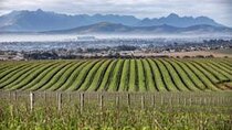 Durbanville Wine Valley Group Tour with Transfer