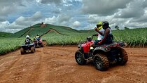Unique Pineapple Farm Tour on 4 wheels